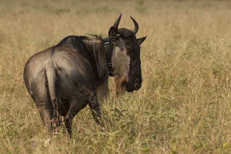 wildebeest with collar